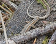 5 Aber sie will noch nicht und beisst ihn in den Schwanz